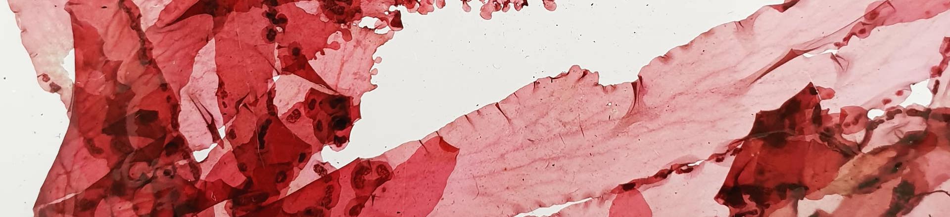 Dulse (Duileasg).jpg