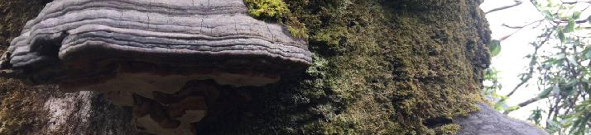 horseshoe fungus.JPG