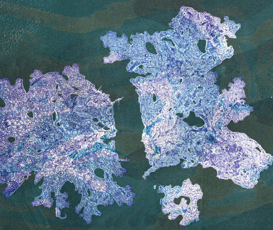 Purple and Blue Lichen, part of Cultural Documents, Exhibition, Towards the Water Ecotone. Credit Caroline Younger