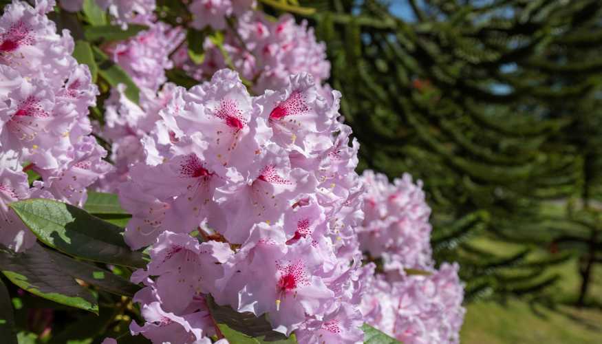 Rhododendron b.jpg