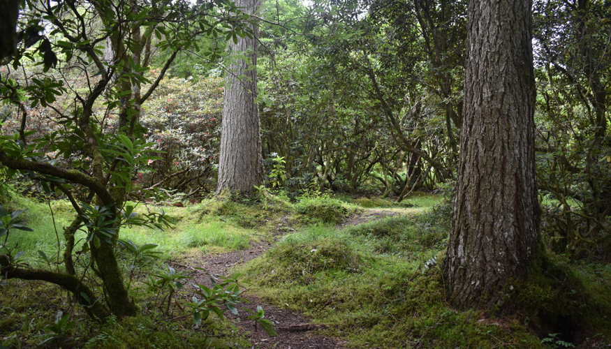 Crarae path.JPG